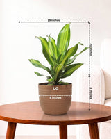 Dracaena Fragrans Medium