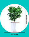 Dracaena Compacta Plant