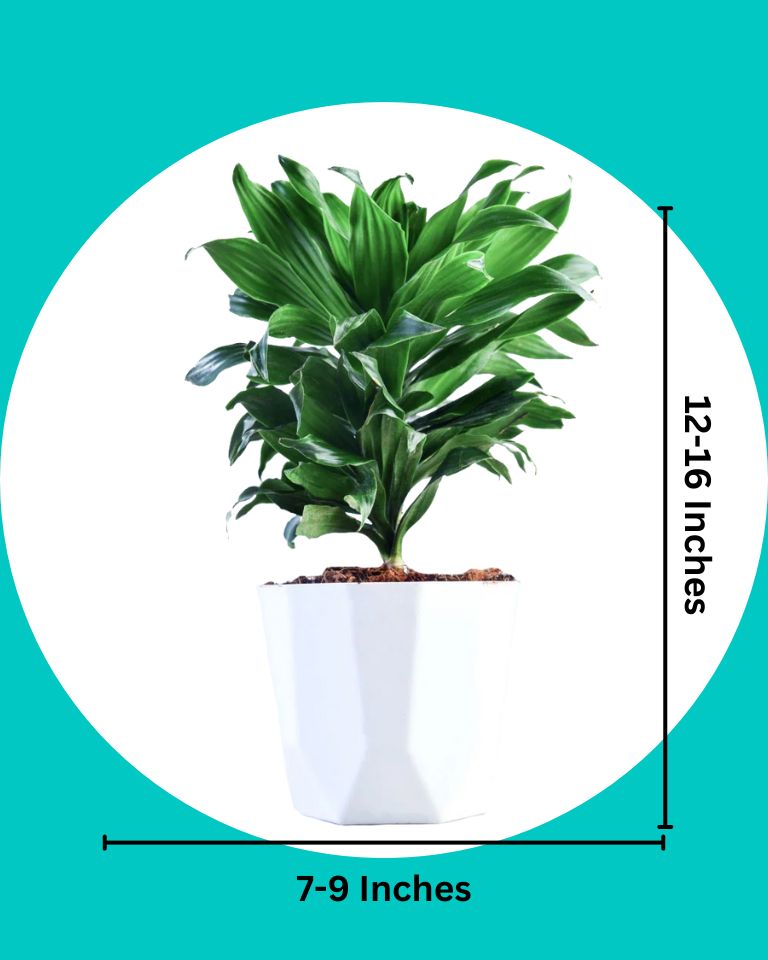 Dracaena Compacta Plant