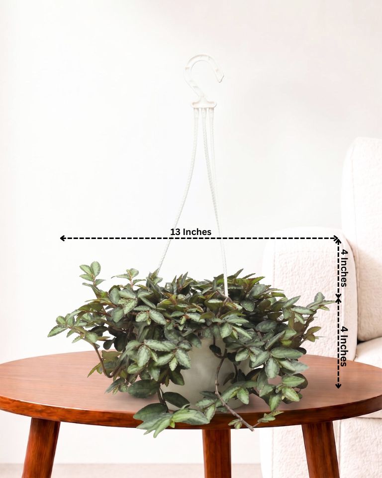 Pellionia Repens in Hanging Basket