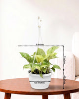 Money Plant Marble Queen in Hanging Basket