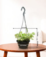 N’Joy Money Plant in Hanging Basket