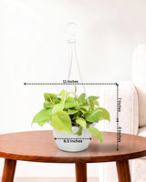 Oxycardium Golden in Hanging Basket