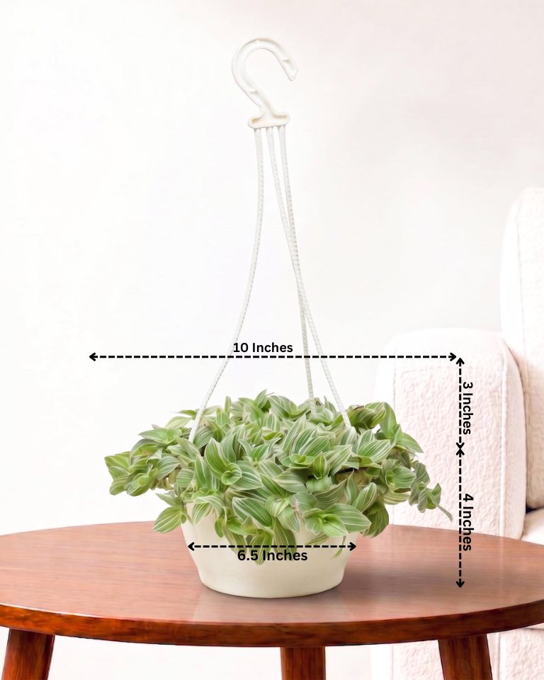 Variegated Inch Plant