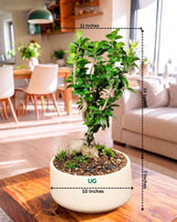 Ficus Ginseng Bonsai in ceramic pot (Large)