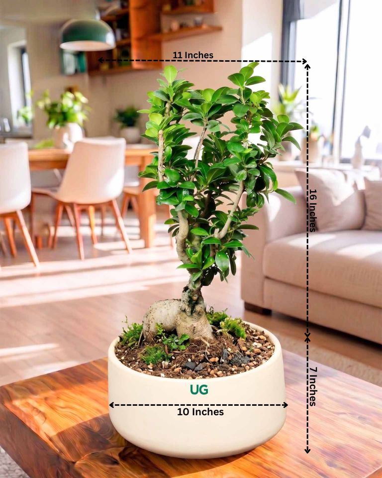 Ficus Ginseng Bonsai in ceramic pot (Large)
