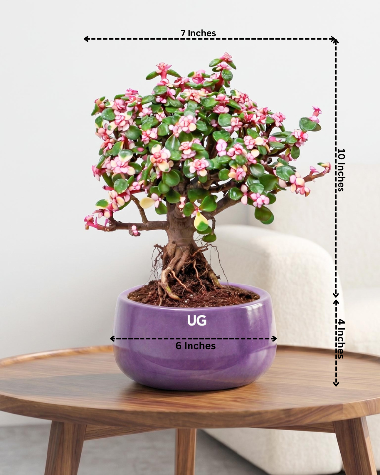 Portulacaria afra Plant