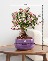 Portulacaria afra Plant