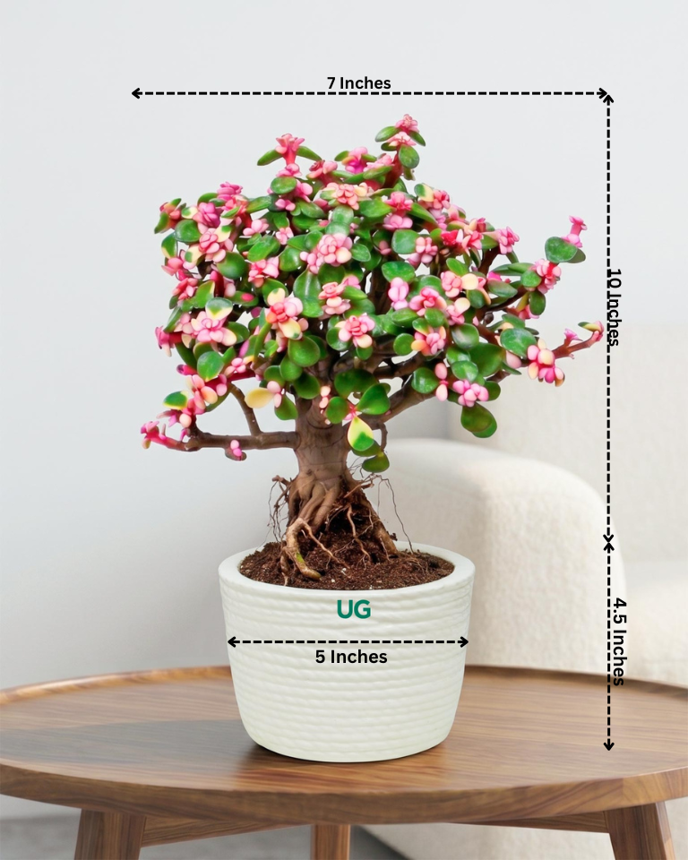 Portulacaria afra Plant