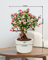 Portulacaria afra Plant