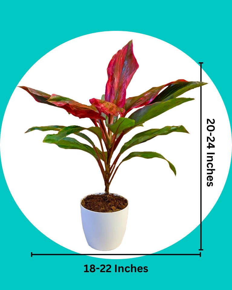 dracaena kedarnath plant Shop Dracaena Kedarnath Plant online