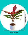 Dracaena Kedarnath Plant