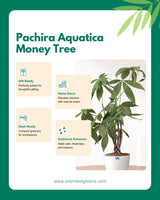 Money Tree Pachira Braided – A Symbol of Prosperity and Natural Grace