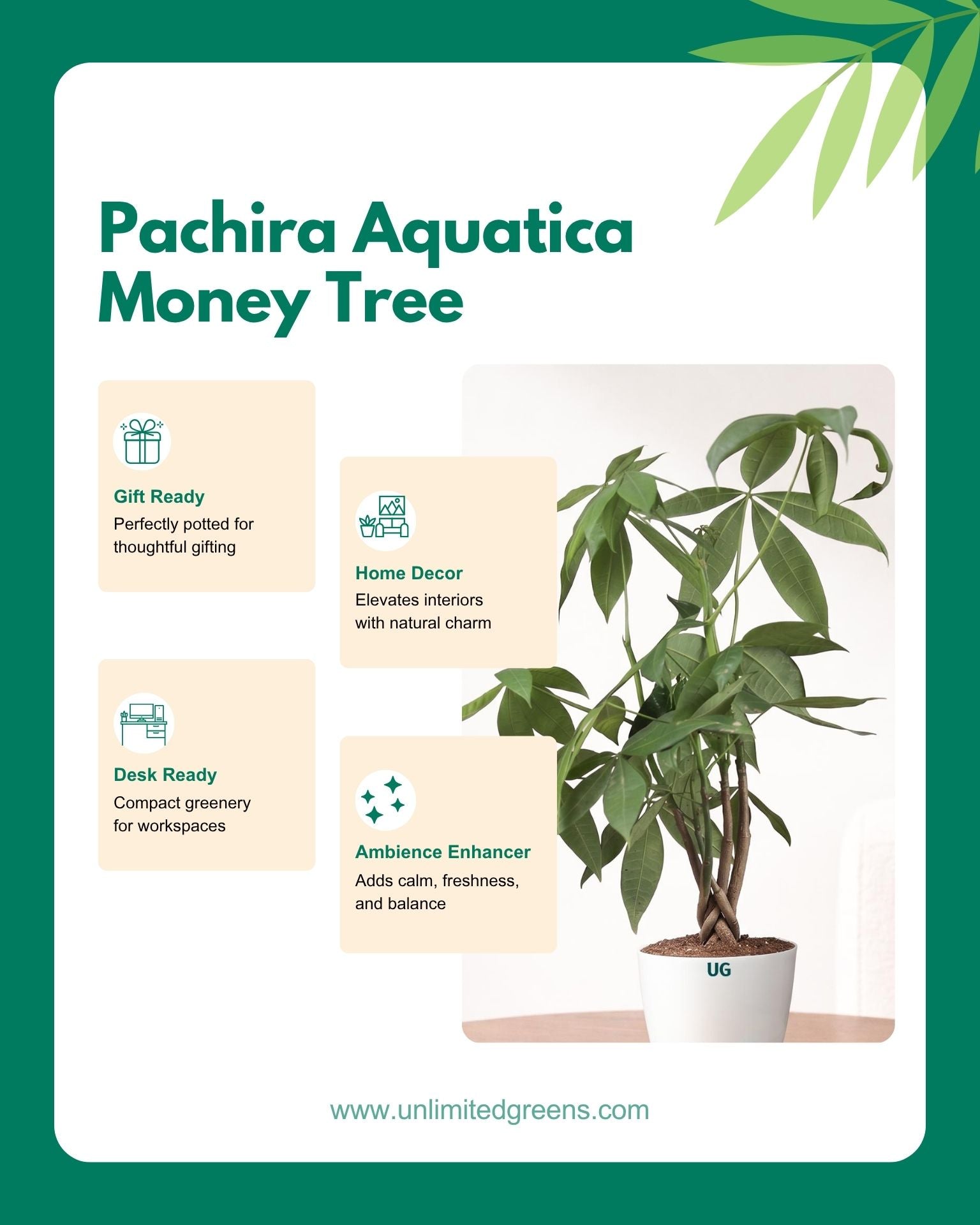 Money Tree Pachira Braided – A Symbol of Prosperity and Natural Grace
