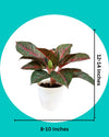 buy plants online