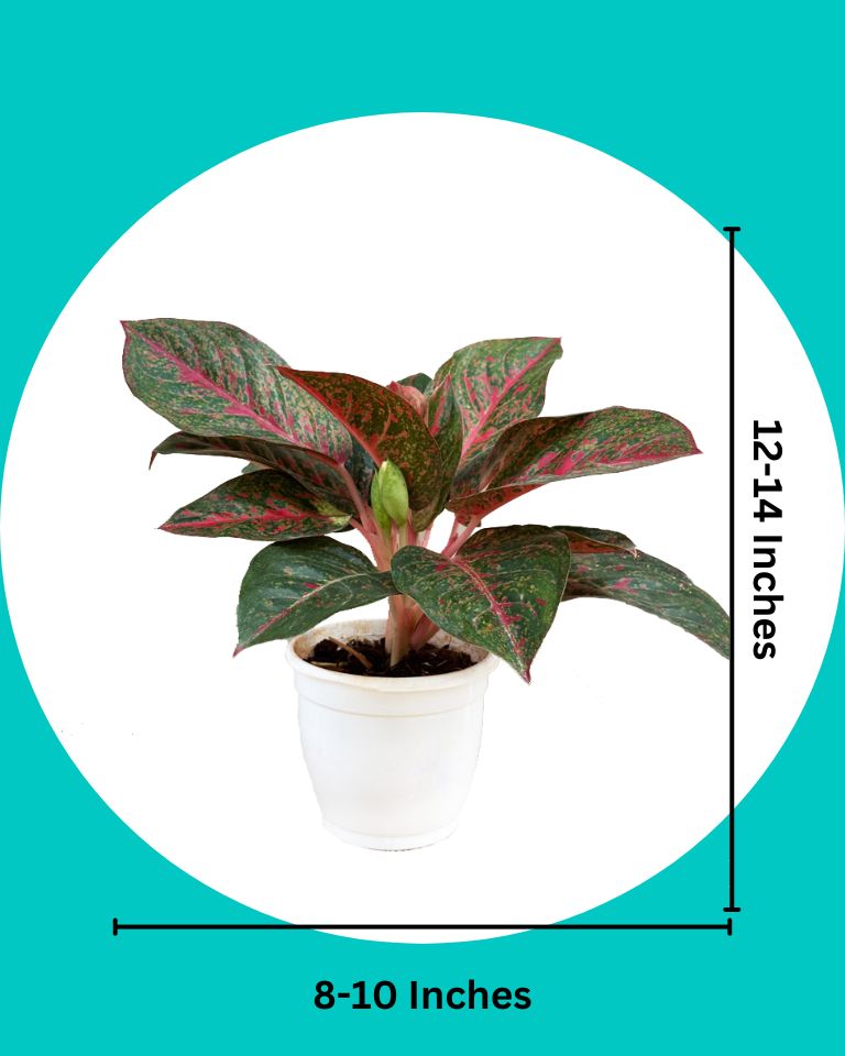 buy plants online