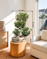Ficus Ginseng Bonsai