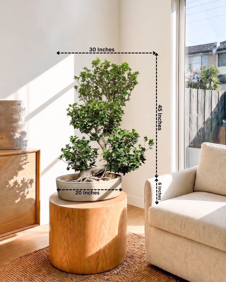 Ficus Ginseng Bonsai