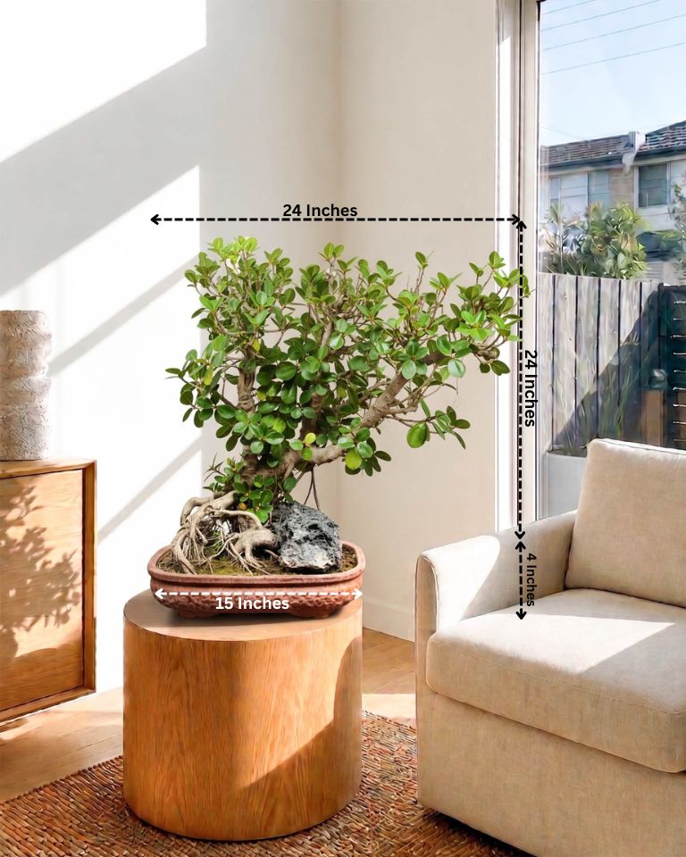Ficus Microcarpa Bonsai