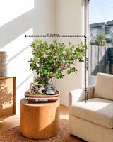 Ficus Microcarpa Bonsai