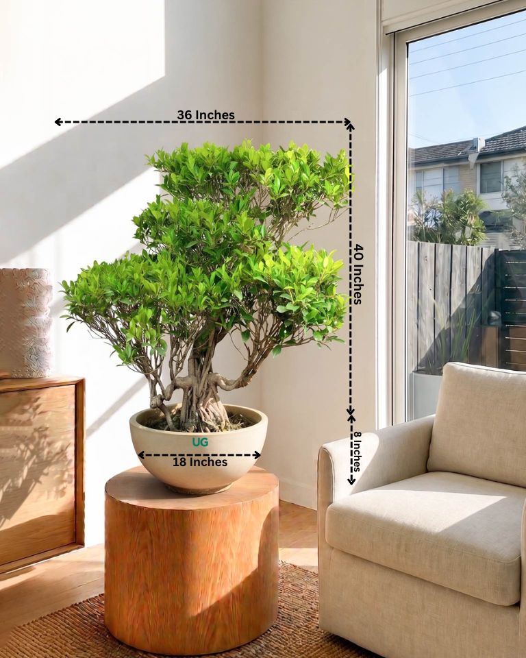 Ficus Nuda Bonsai