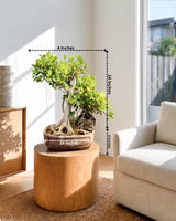 Ficus Microcarpa Bonsai