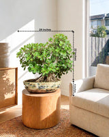 Ficus Microcarpa Bonsai