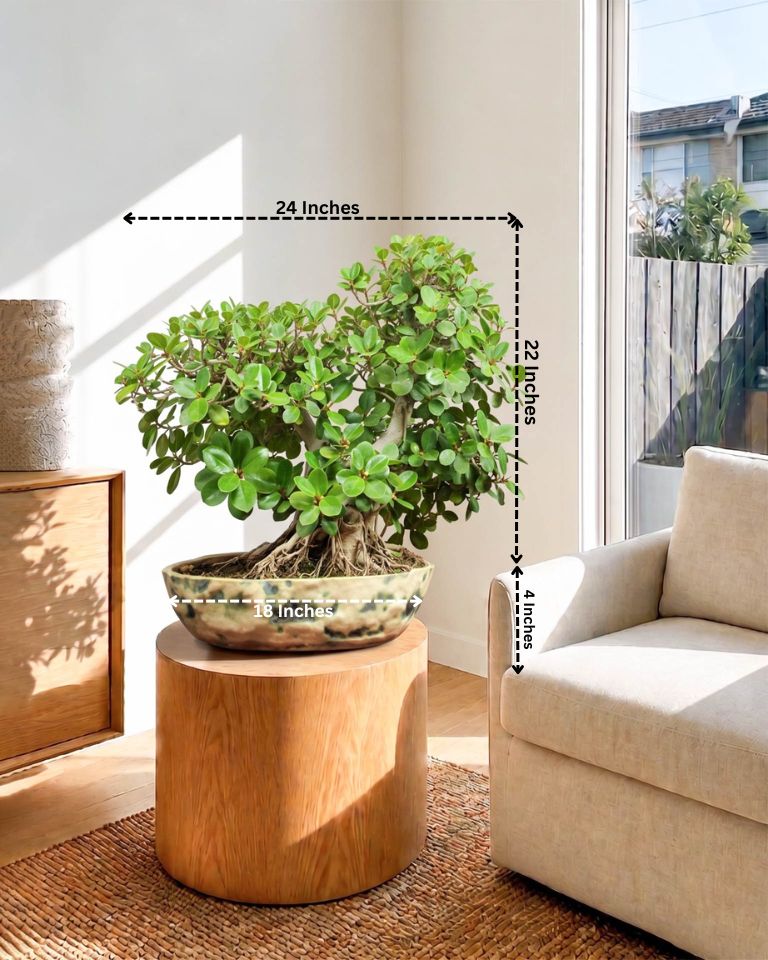 Ficus Microcarpa Bonsai