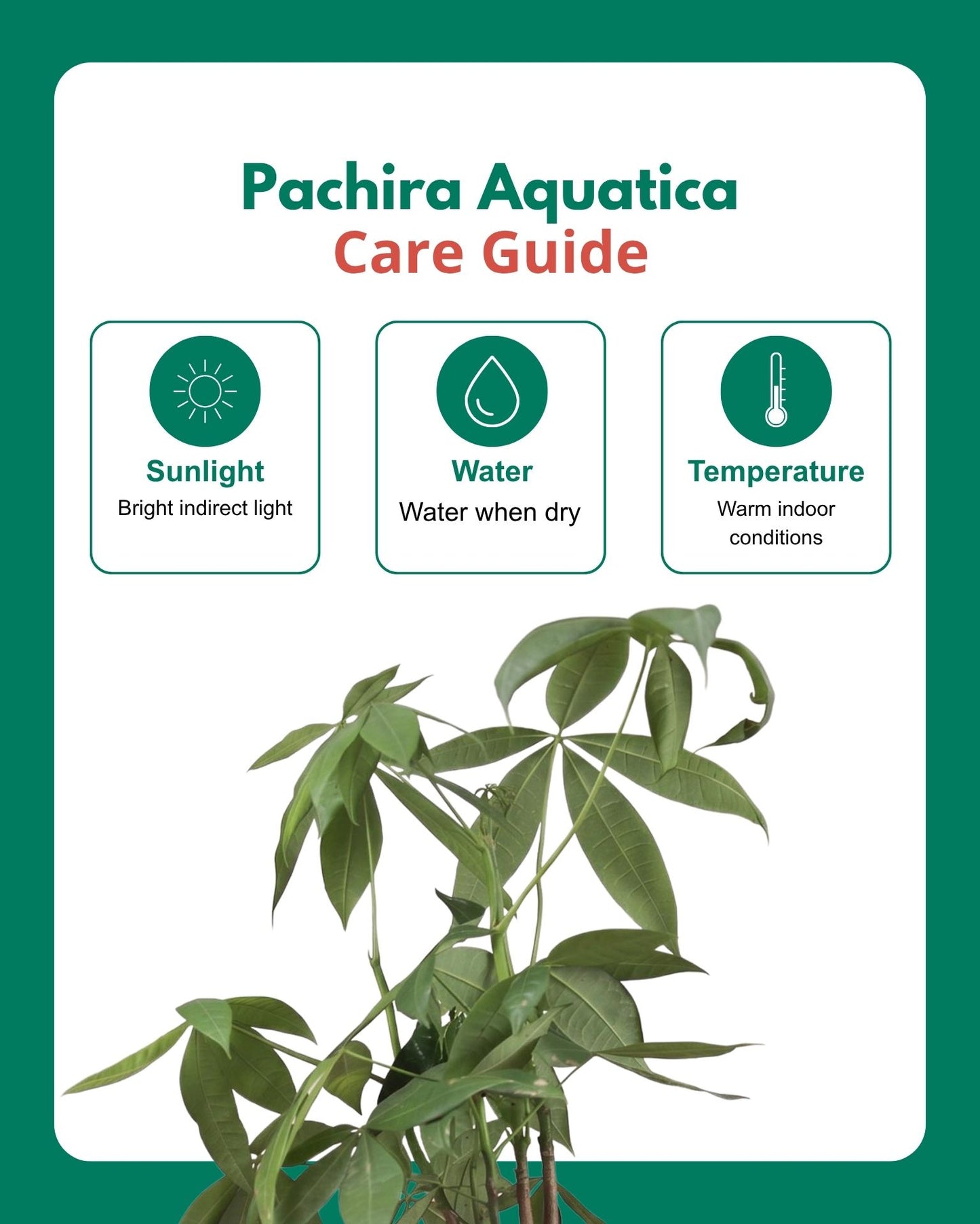 Money Tree Pachira Braided – A Symbol of Prosperity and Natural Grace