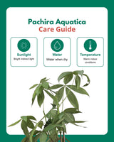 Money Tree Pachira Braided – A Symbol of Prosperity and Natural Grace