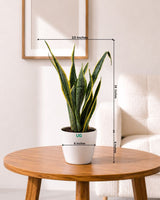 Golden Hahnii Snake Plant (large)