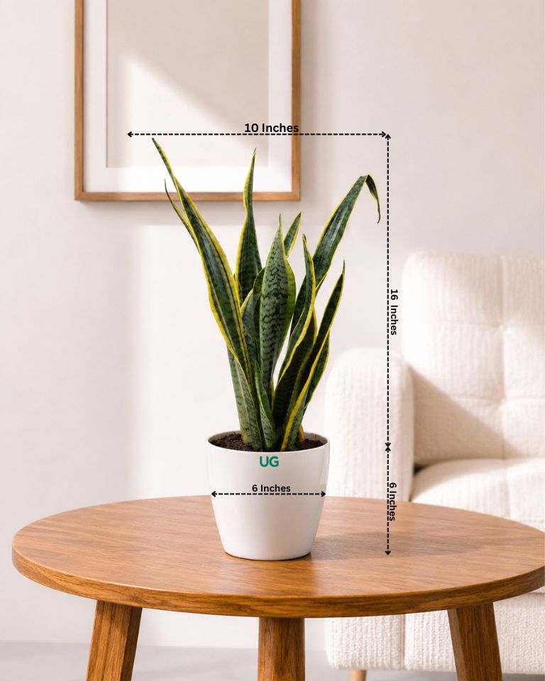 Golden Hahnii Snake Plant (large)