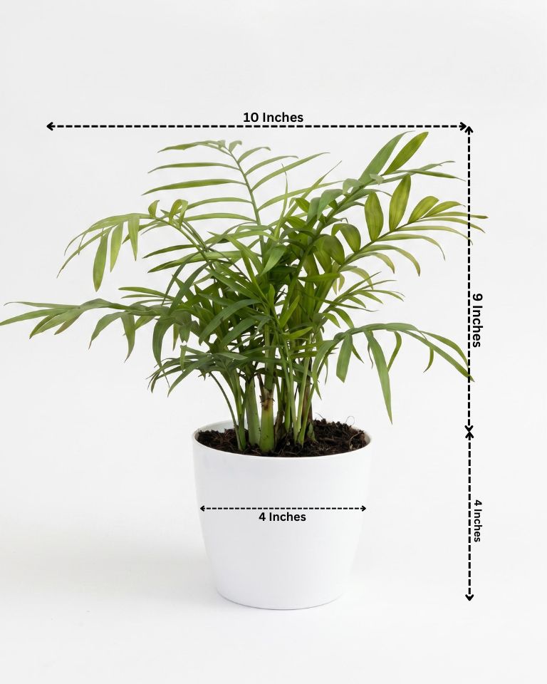 Oxygen Plants Combo