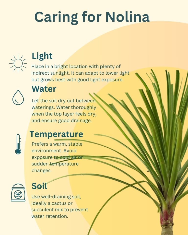 Nolina Palm In Tokyo Planter