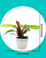 Philodendron Prince Of Orange