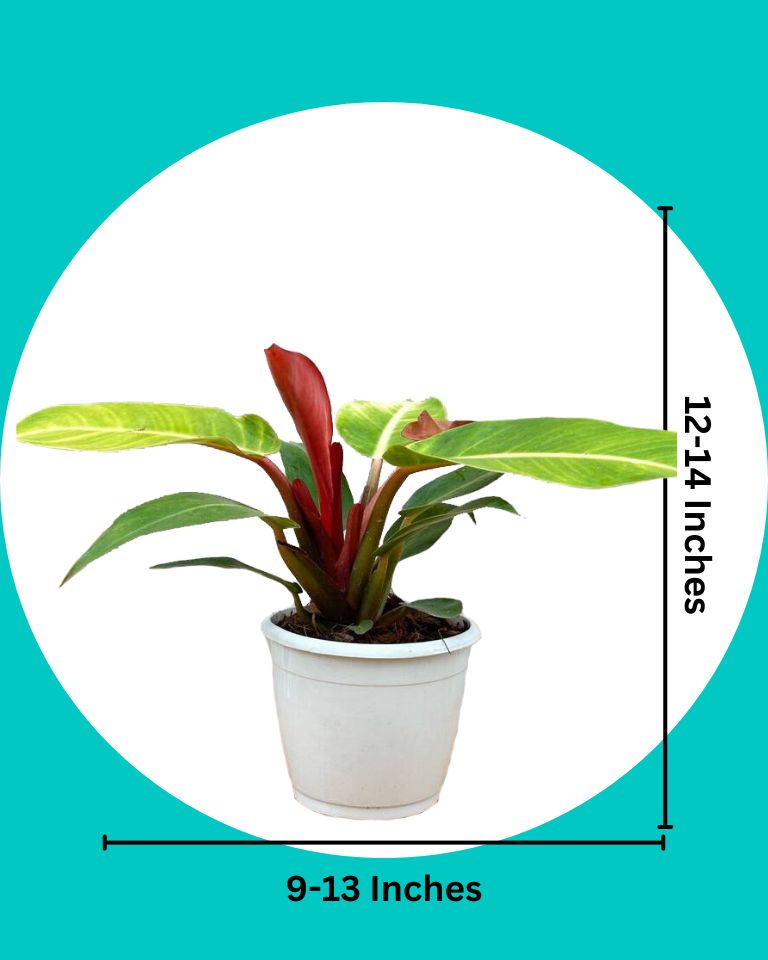 Philodendron Prince Of Orange