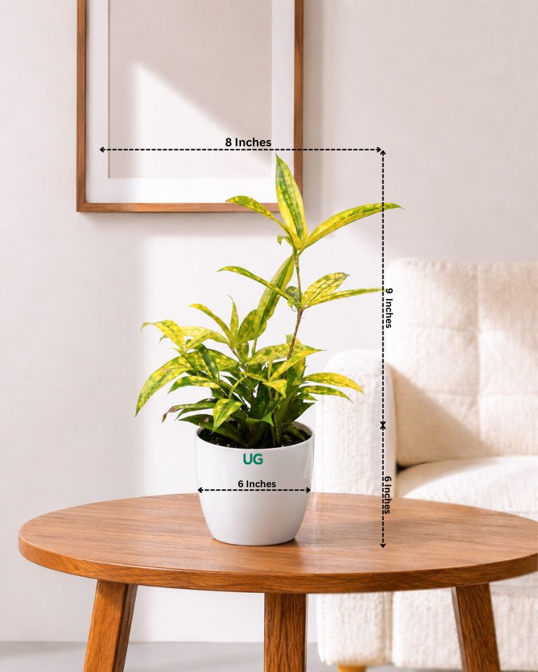 Dracaena Golden Milky