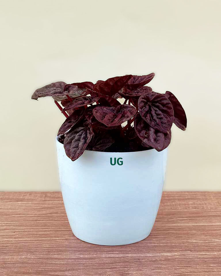 Red Luna Radiator Plant | Peperomia caperata 'Red Luna'