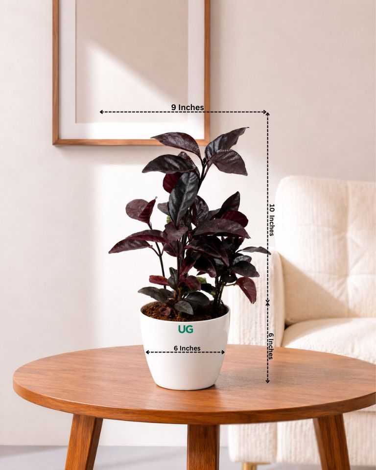 Earanthamum Black Plant