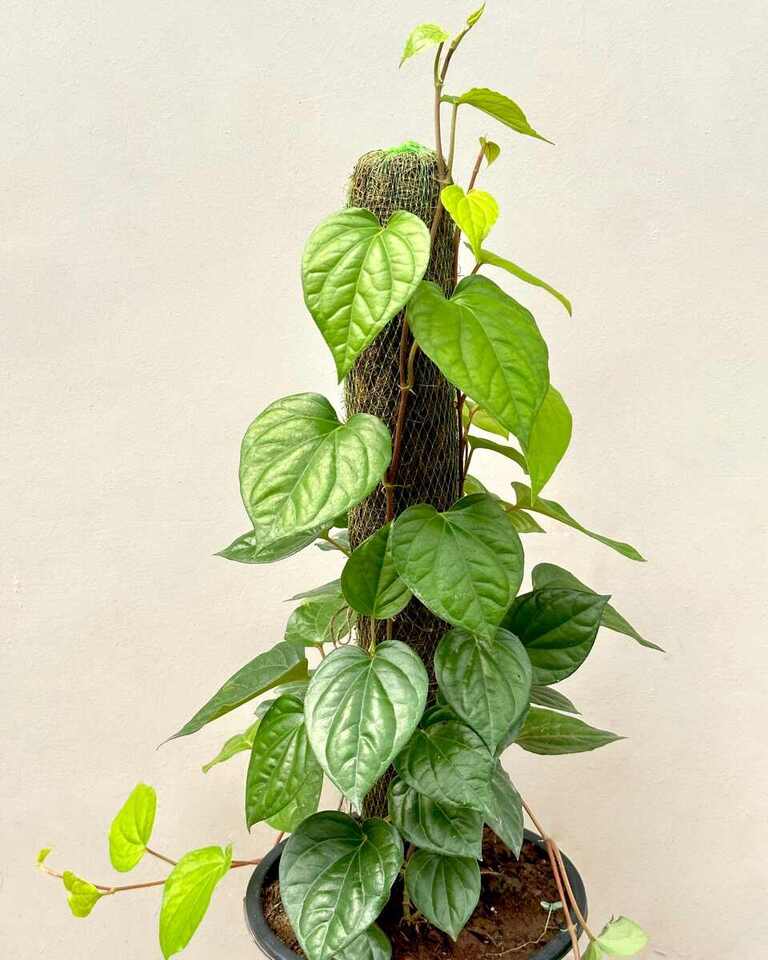 Betel Leaf Plant Vine with Moss Stick, Paan Plant