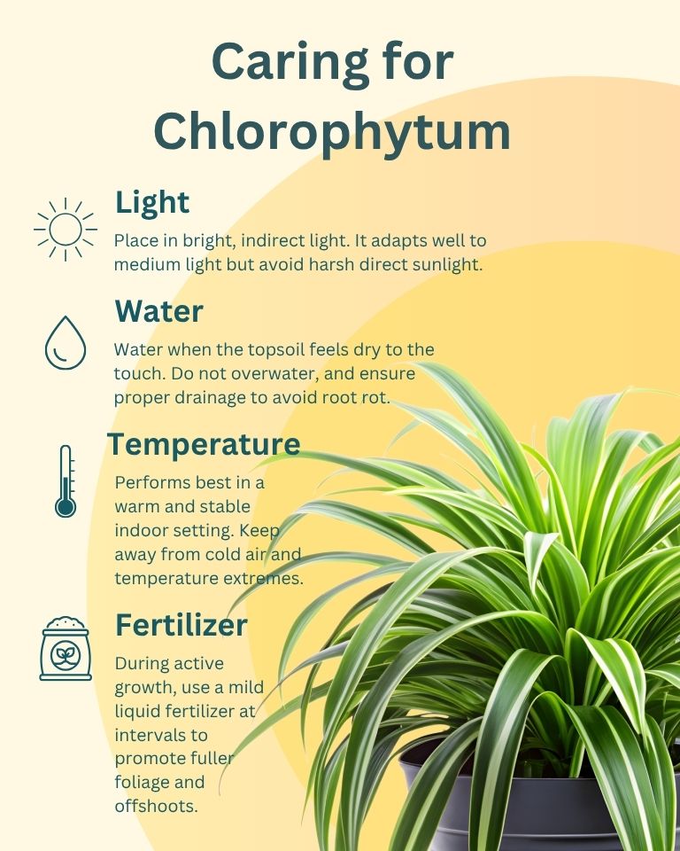 Spider Plant in Wooden Planter – Eco-Friendly Corporate Gift for Clients & Employees