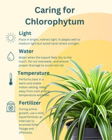 Spider Plant in Wooden Planter – Eco-Friendly Corporate Gift for Clients & Employees