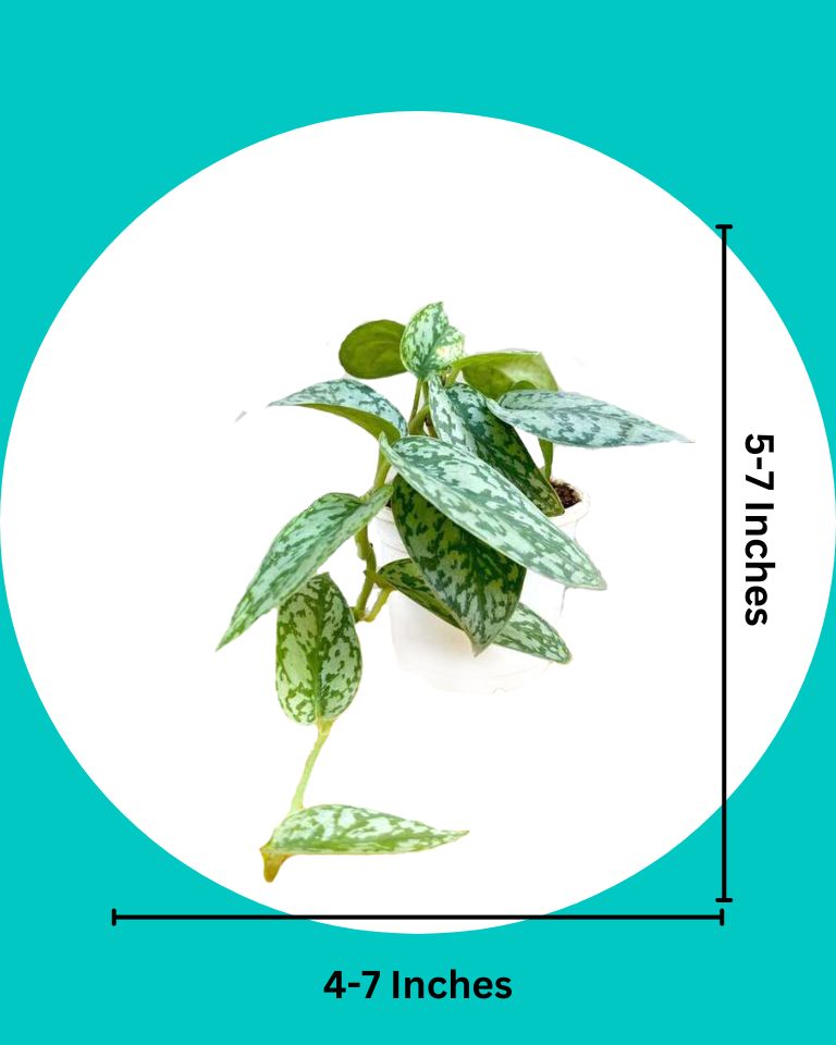Satin Pothos Argyraeus
