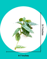 Satin Pothos Argyraeus
