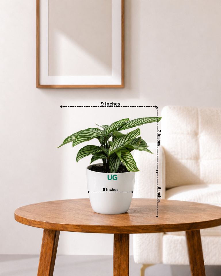 Calathea vittata