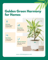 Song of India Plant