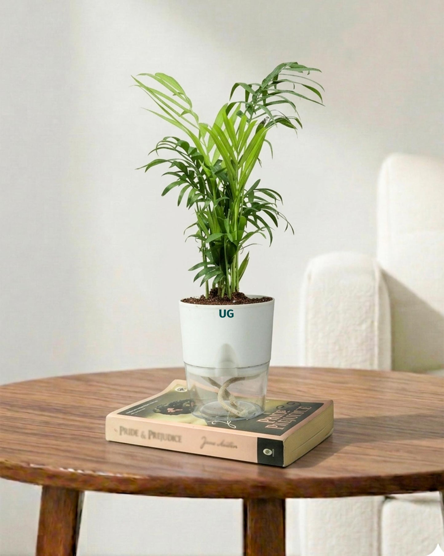 Chamaedorea Palm