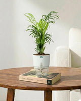 Chamaedorea Palm