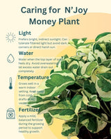 N’Joy Money Plant in Terracotta Planter – Sustainable Plant for Corporate Gifting