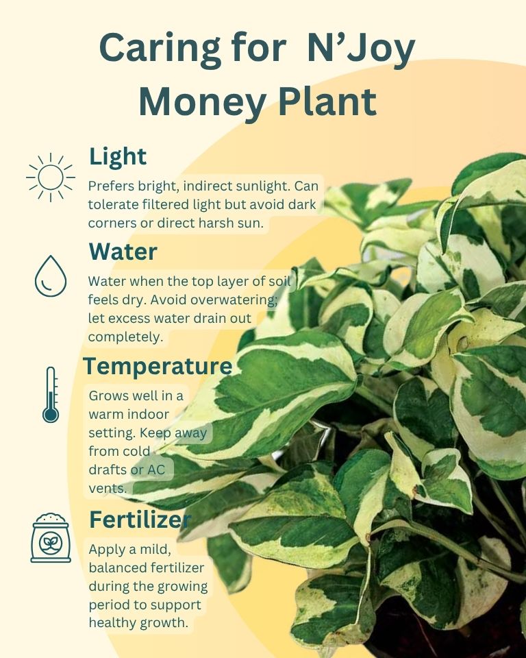 N’Joy Money Plant in Terracotta Planter – Sustainable Plant for Corporate Gifting